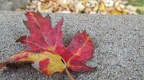 2015-10-31 Montreal 062